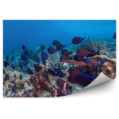 Fototapet Recif De Corali, Banc De Pești, Lume Subacvatică
