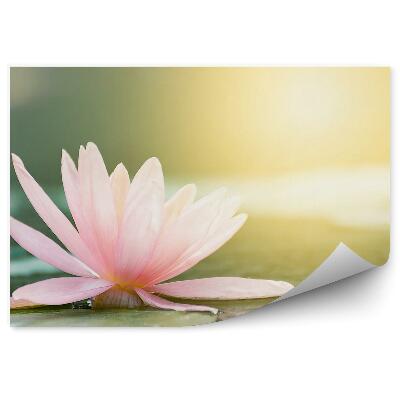 Fototapet perete Floare de lotus roz frunze galbene de cer