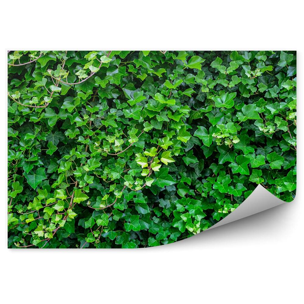 Fototapet vintage Fundal verde de iedera