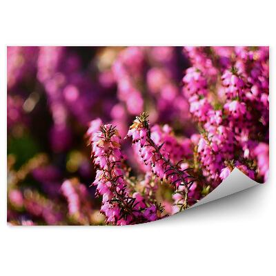 Fototapet pentru perete Prim-plan al unei flori de erica