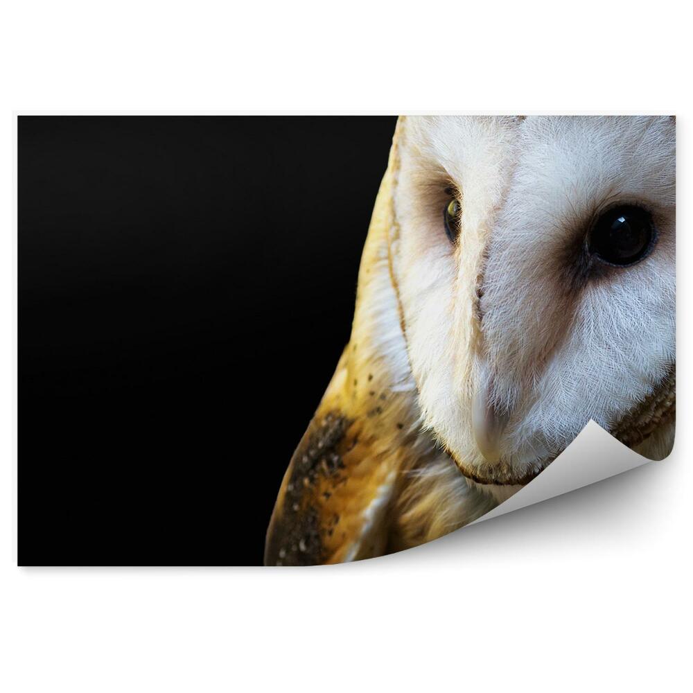 Fototapet Bufniță Pe Un Fundal Negru