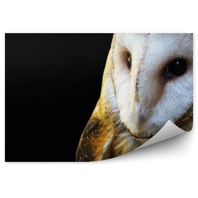 Fototapet Bufniță Pe Un Fundal Negru