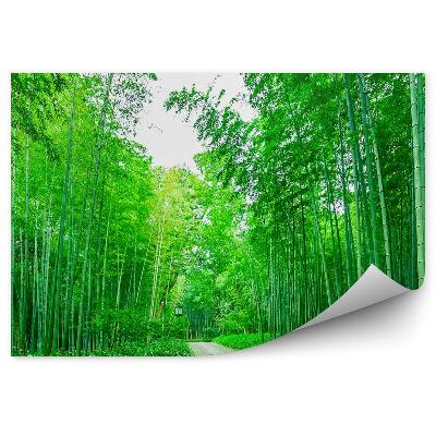 Fototapet Calea În Pădurea De Bambus Lanternă