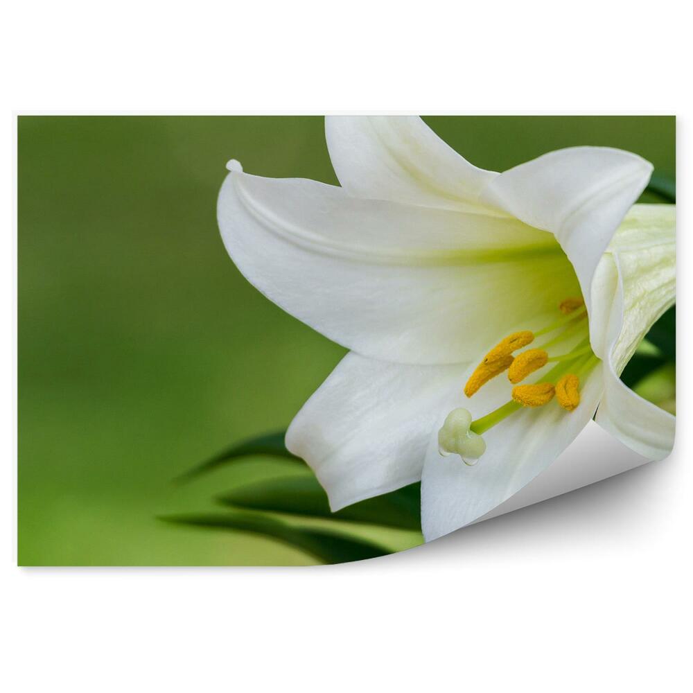 Fototapet perete Fundal verde crin alb