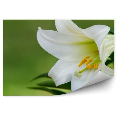 Fototapet perete Fundal verde crin alb