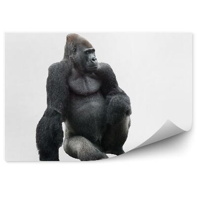 Fototapet vintage Gorilă Așezată Pe Un Fundal Alb
