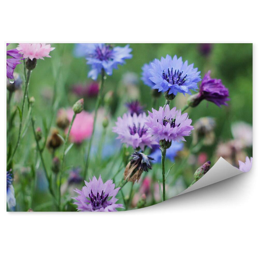 Fototapet perete Lunca de flori de colt, flori verzi