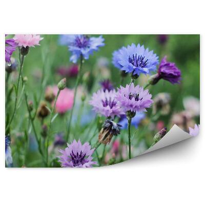 Fototapet perete Lunca de flori de colt, flori verzi