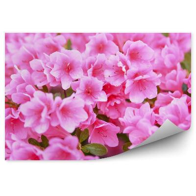 Fototapet vintage Florile de azalee de aproape