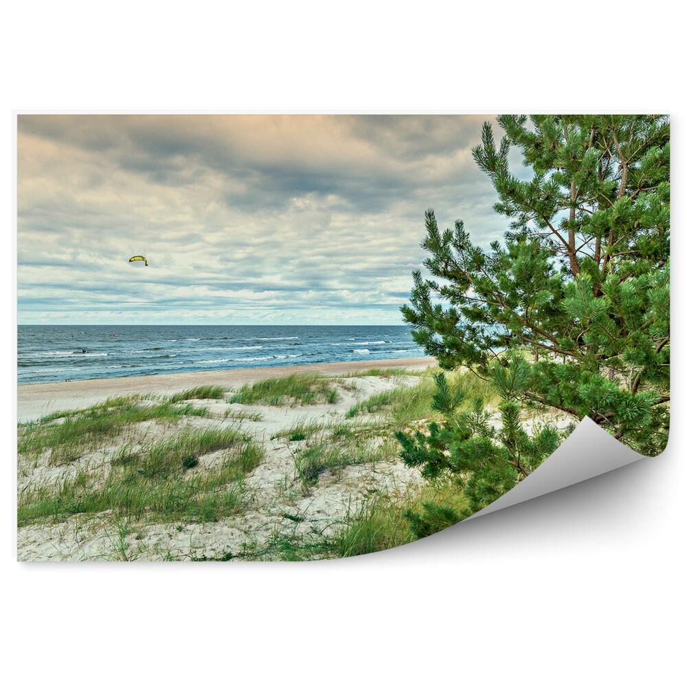 Fototapet Peisaj Copaci Conifere Zmee Ocean Mare Cer Iarbă Apus De Soare