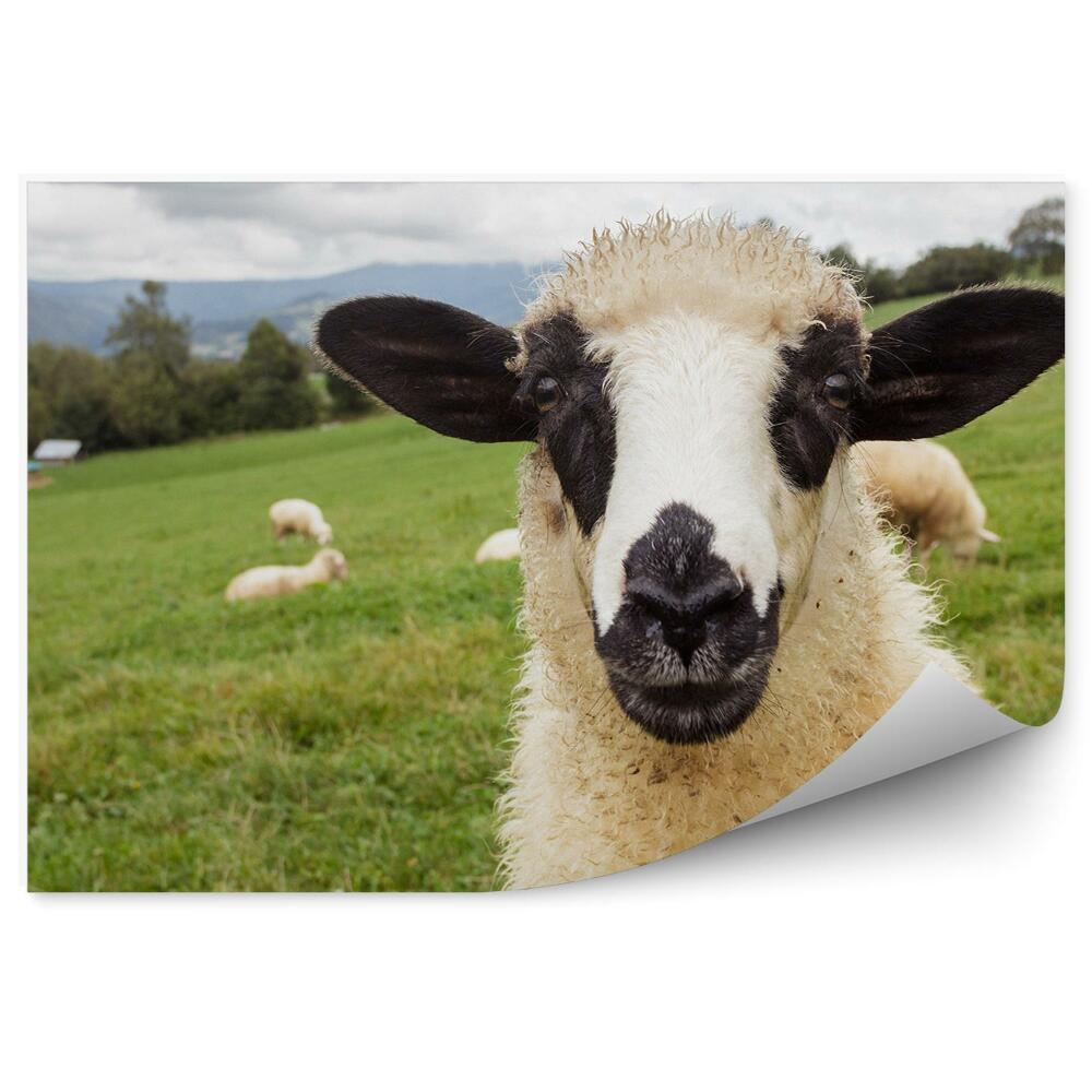 Fototapet perete Oi Luncă Turmă Portret Copaci De Munte