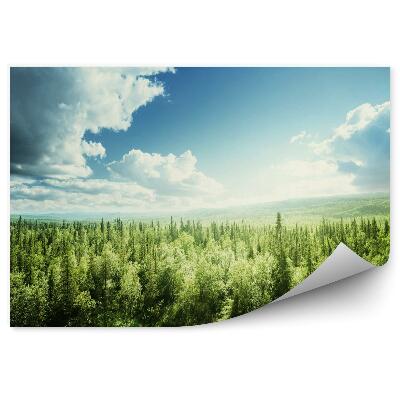 Fototapet perete Pădure Într-O Zi Însorită