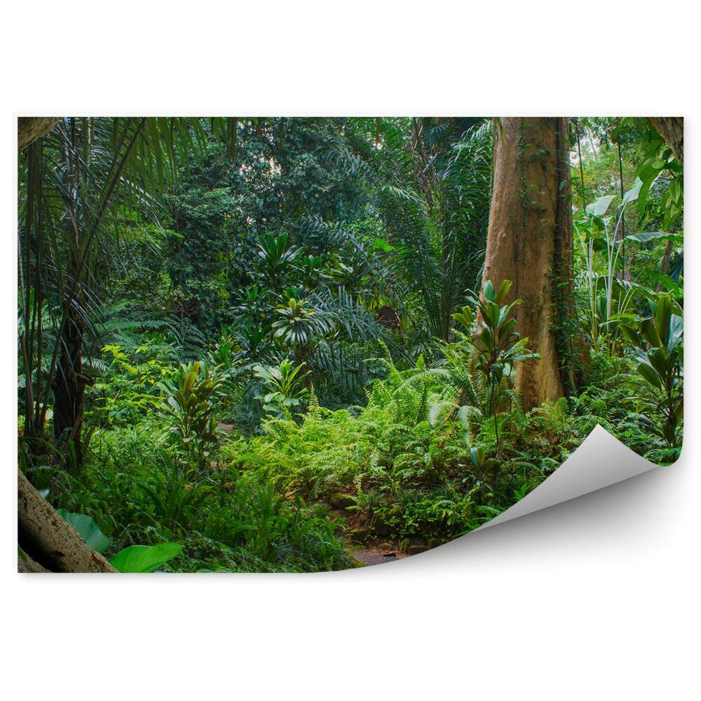 Fototapet pentru perete Ferigi Din Junglă Asiatică Ramuri De Copac