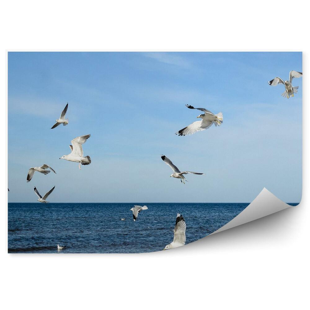 Fototapet perete Pescărușii Din Marea Baltică Animale