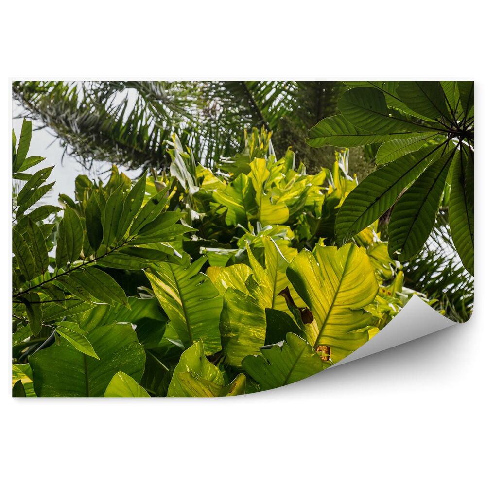 Decor fototapet Pădure De Conifere Pădure De Foioase