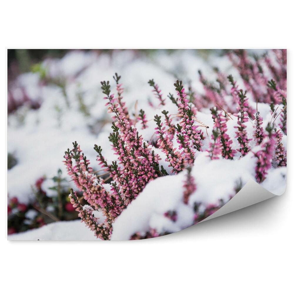 Fototapet Heathers în zăpadă