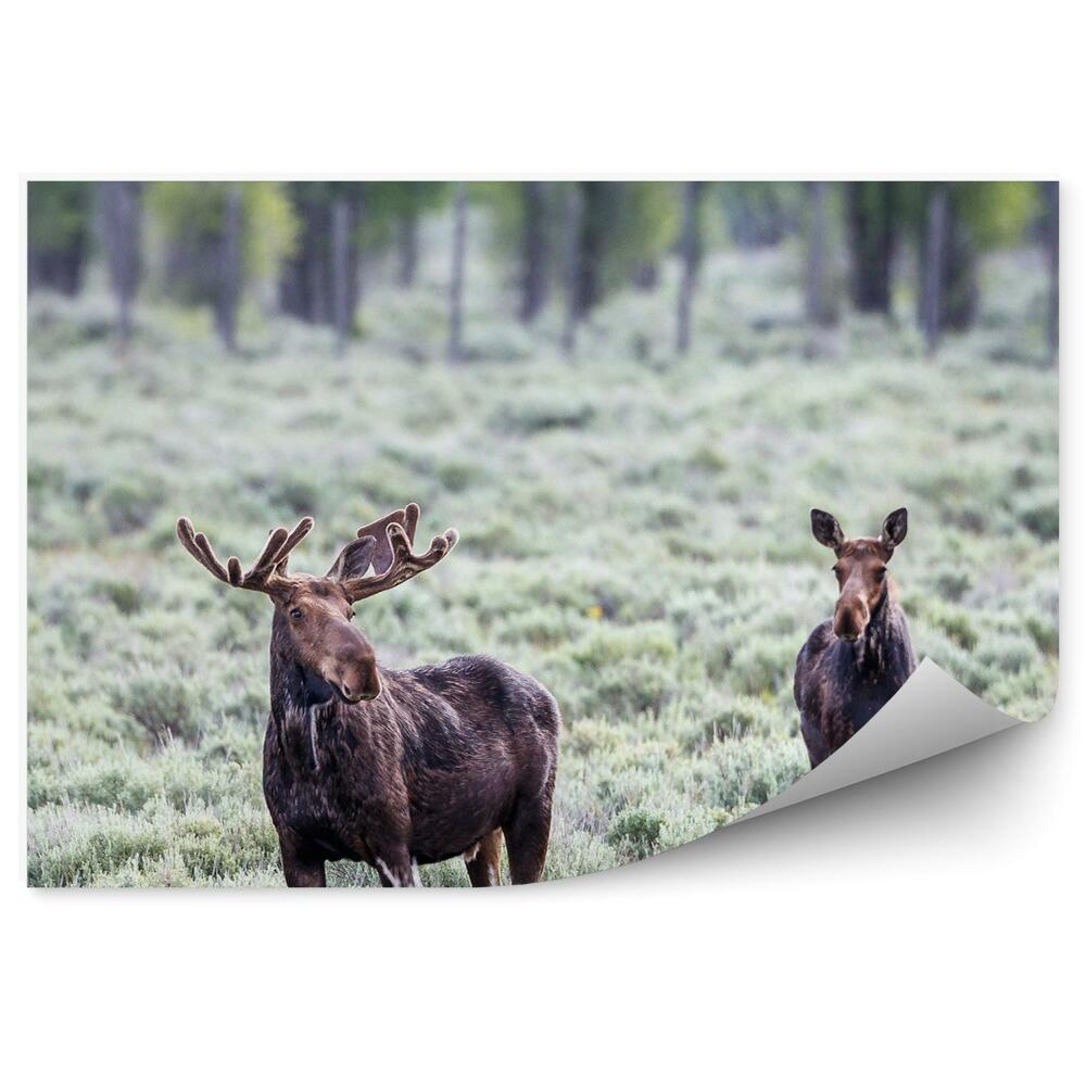 Fototapet O Pereche De Elani Pe Mlaștină