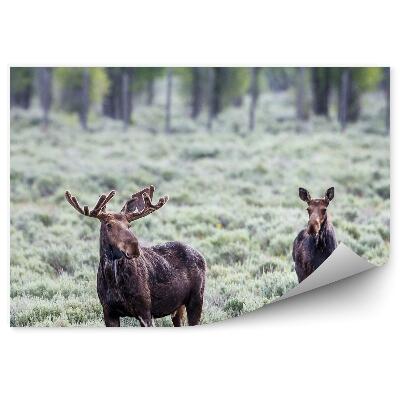 Fototapet O Pereche De Elani Pe Mlaștină