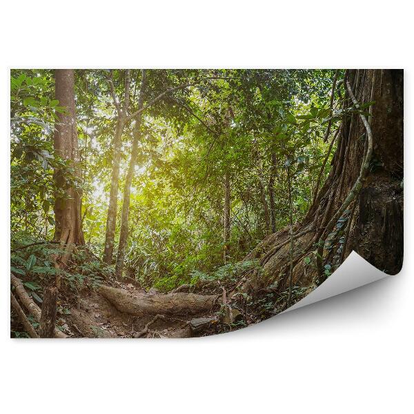Decor fototapet Calea Verde De Copaci Din Jungla Tropicală