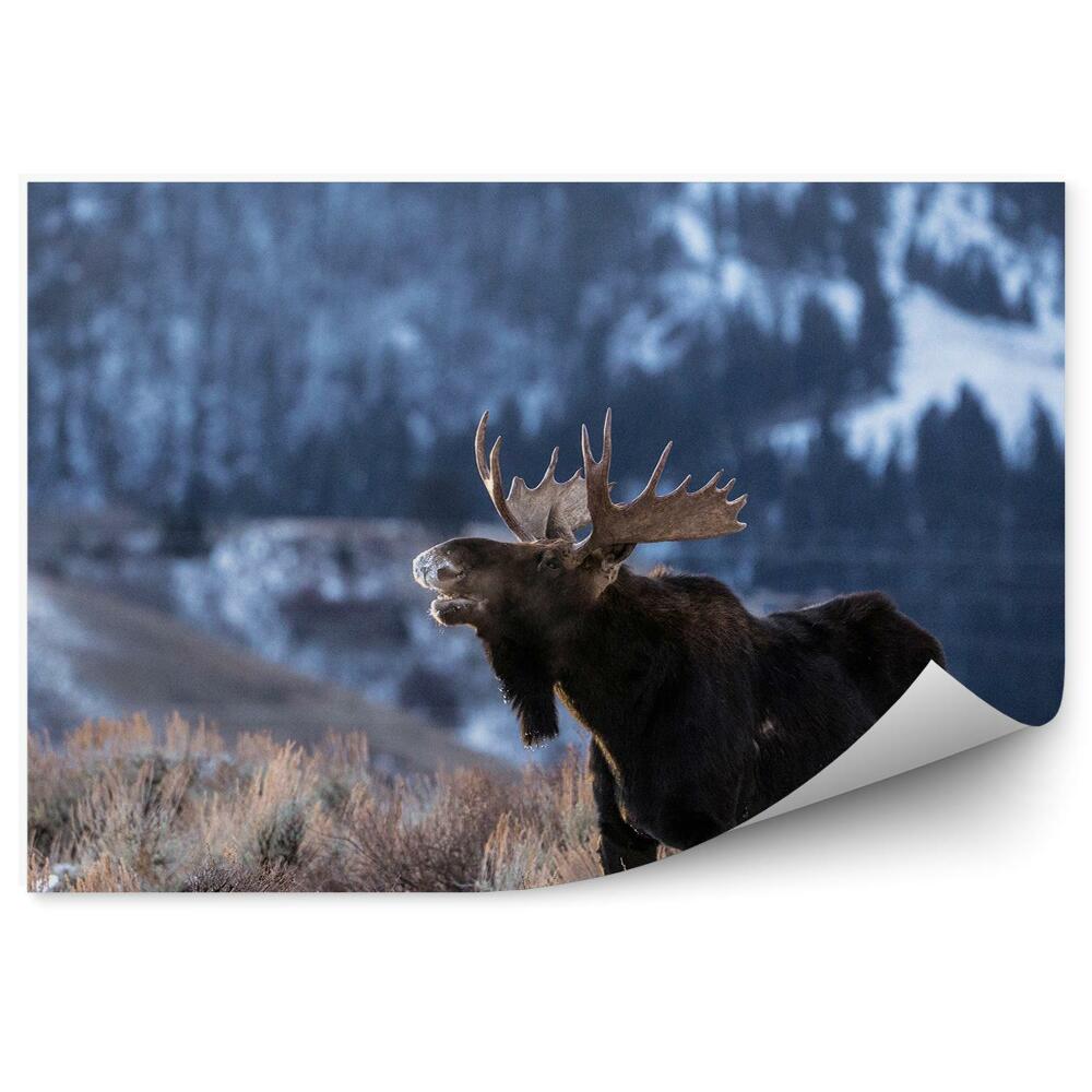 Fototapet perete Elan Într-O Poiană De Munte