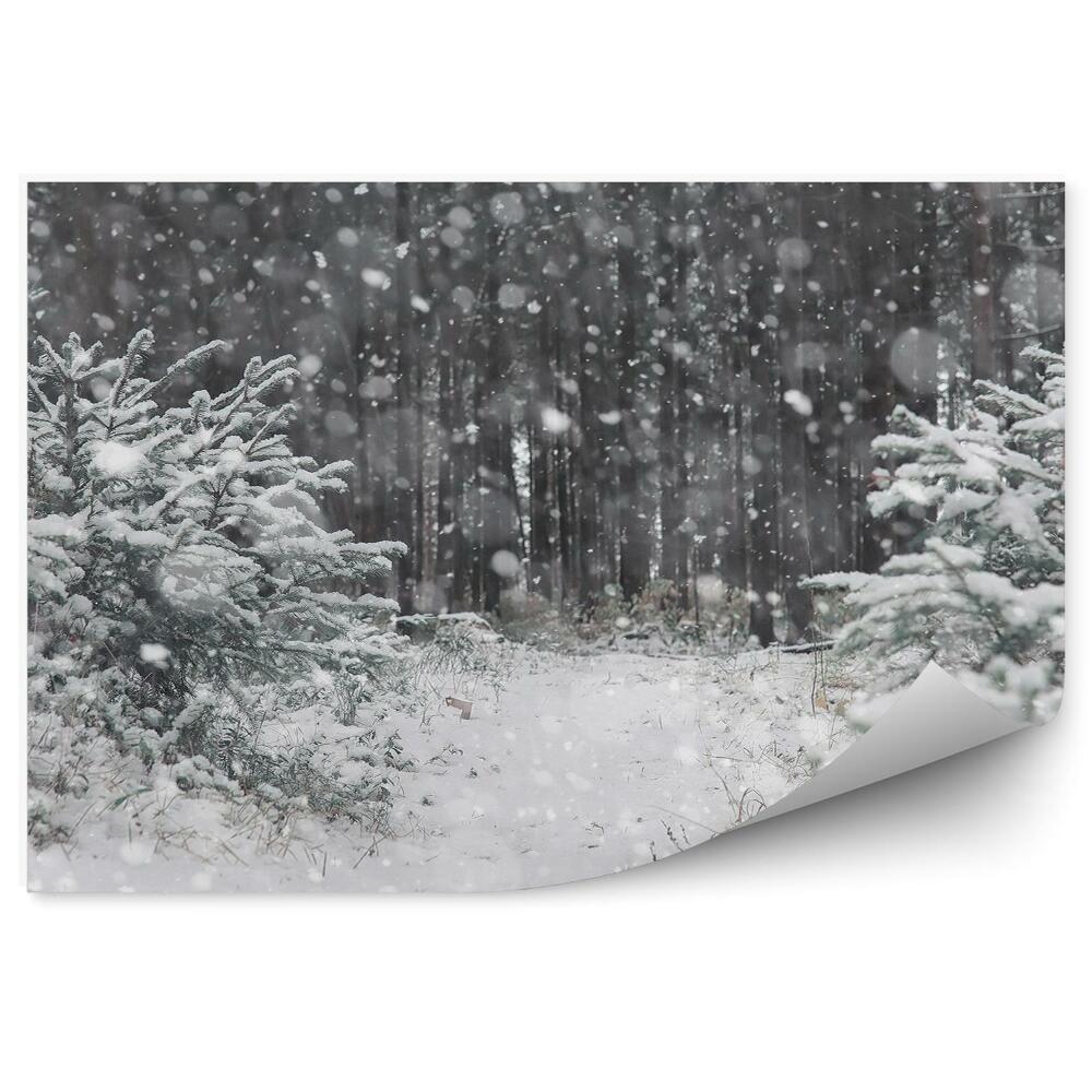 Fototapet perete Pădure De Iarnă