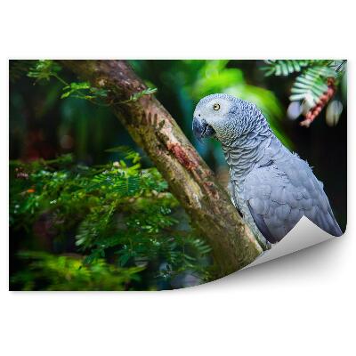 Decor fototapet Papagal Cenușiu Pe Araucaria