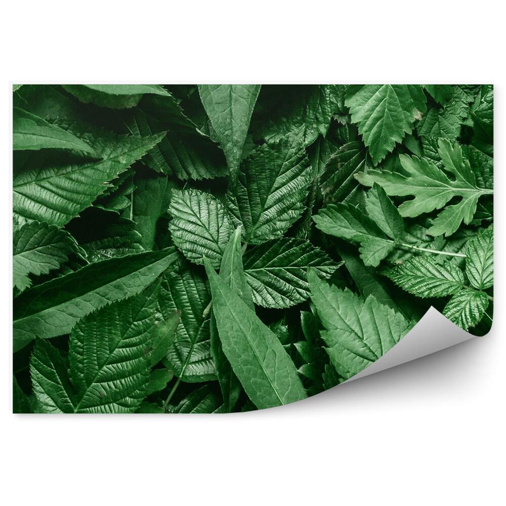 Fototapet pentru perete Frunze Împrăștiate Cadru Alb Al Naturii