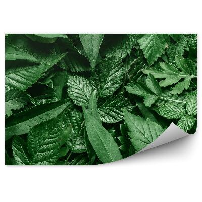 Fototapet pentru perete Frunze Împrăștiate Cadru Alb Al Naturii