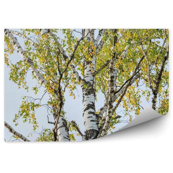 Fototapet perete Frunze Colorate Mesteacan Pădure Cer