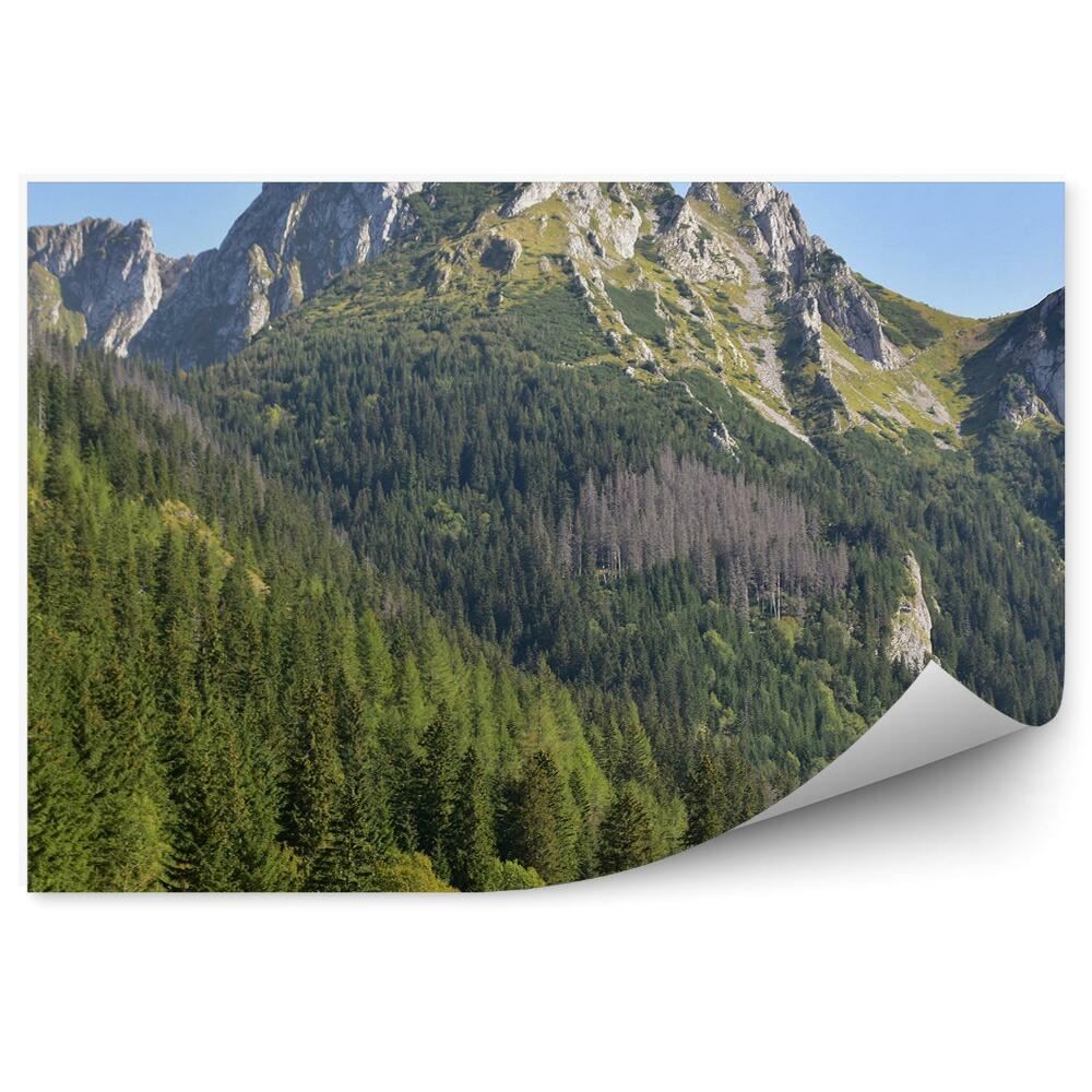 Fototapet vintage Pomi De Crăciun, Pădure, Munți, Vârf, Munții Tatra, Verde