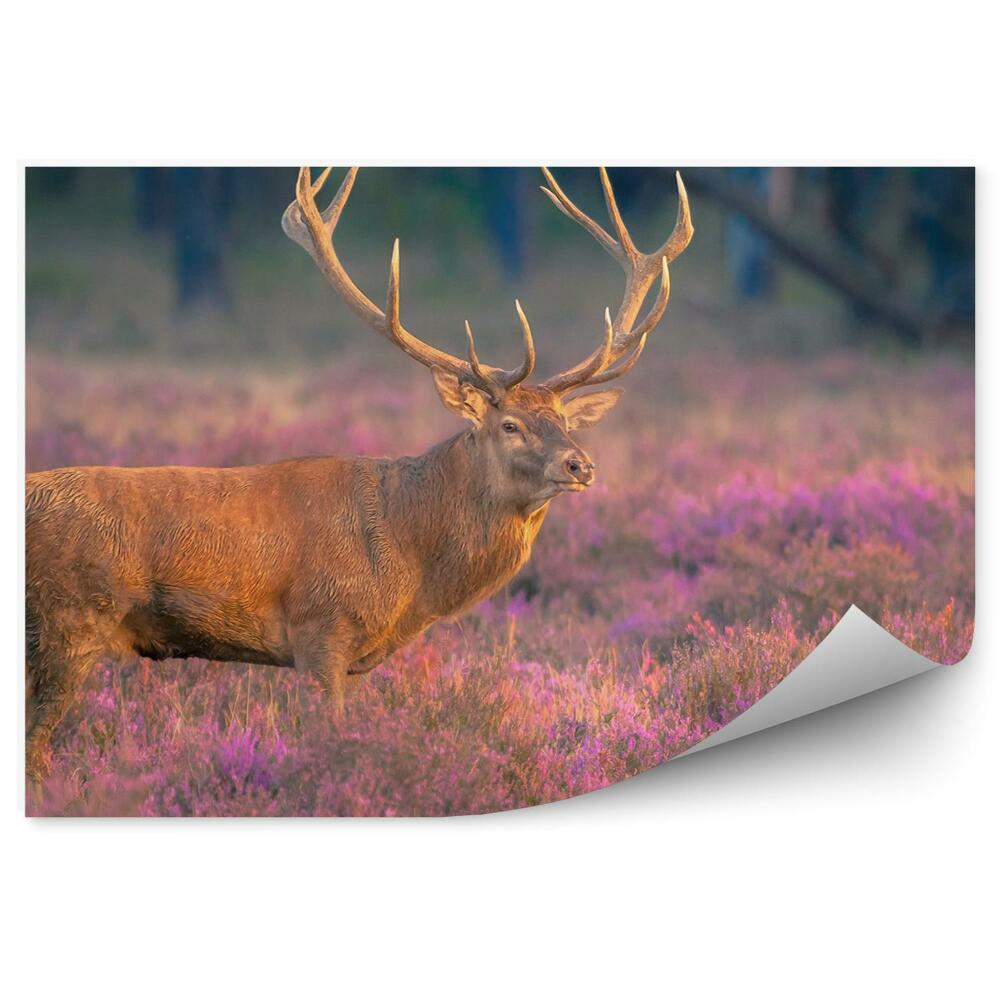 Fototapet pentru perete Un Cerb Mascul Pe Mlaștină