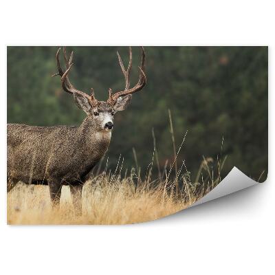 Fototapet Căprioare Printre Iarbă Pe Fundalul Pădurii