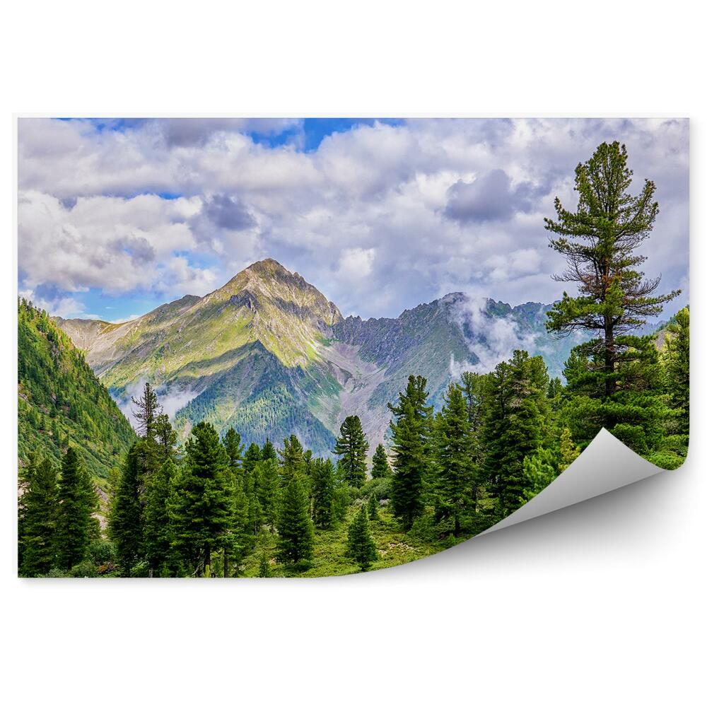 Fototapet pentru perete Pădure De Pini Iarbă Munți Nori Cer