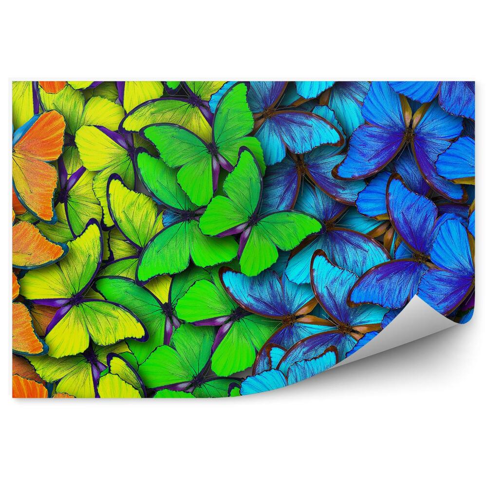 Decor fototapet Fluturi Curcubeu