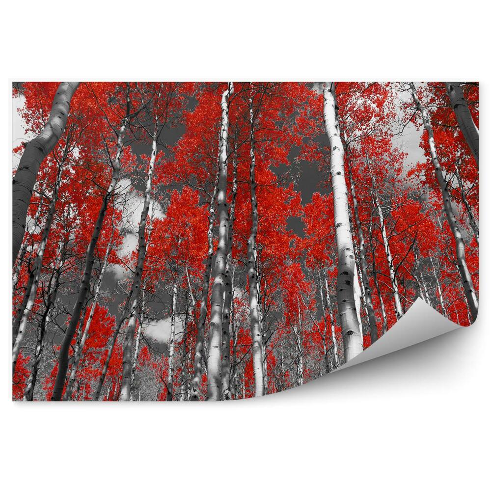 Fototapet Pădure Roșie Colorată De Mesteceni Și Plopi