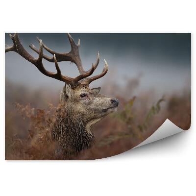 Fototapet perete Cap De Cerb În Ceață