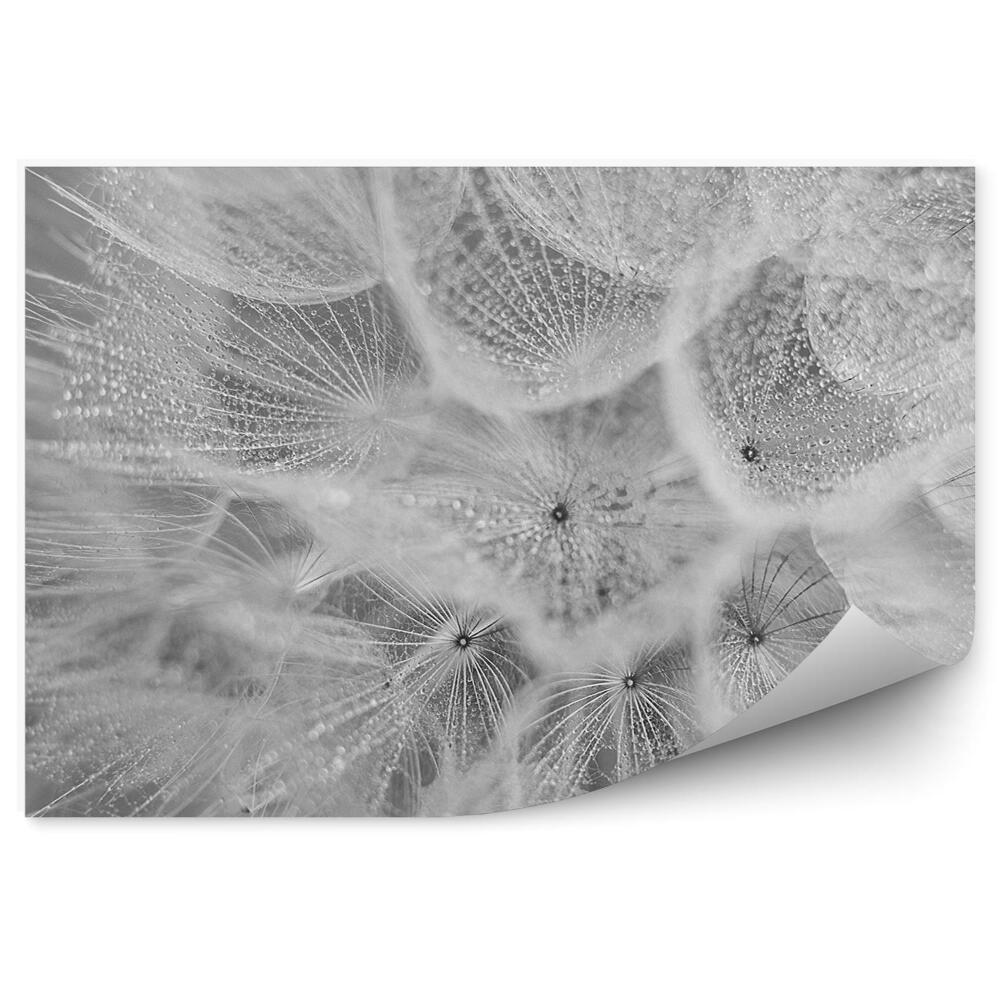 Fototapet Picătură de rouă de păpădie