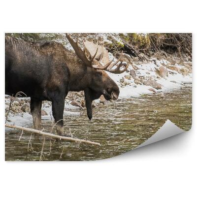 Fototapet vintage Un Elan Mascul Și Un Pârâu De Munte