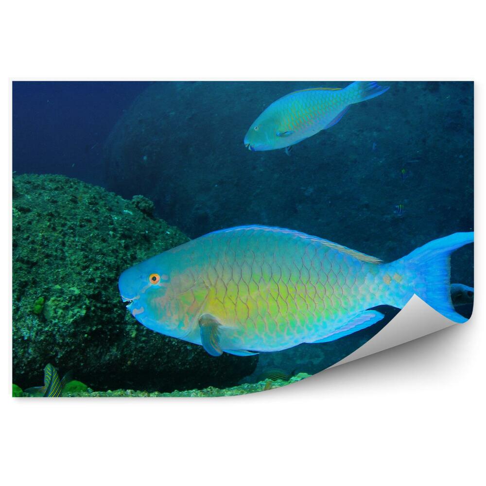 Decor fototapet Peștele Și Fundul Mării