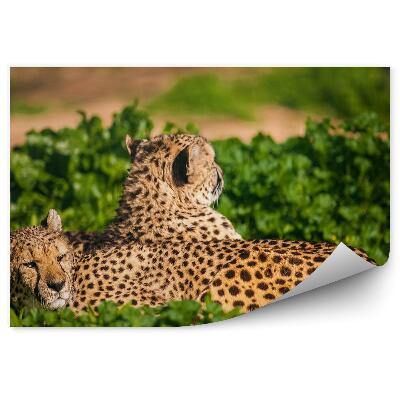 Fototapet pentru perete Doi Gheparzi Odihnindu-Se