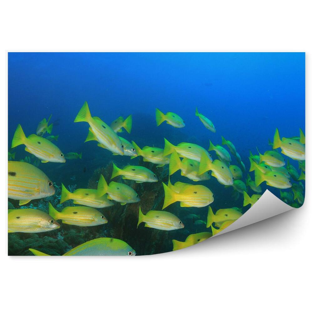 Fototapet Un Banc De Pesti Galbeni