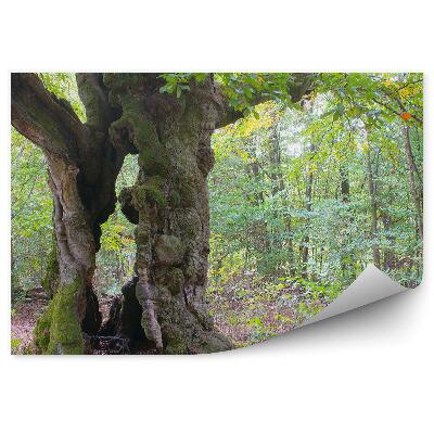 Decor fototapet Copaci Natura Vegetatie Frunze Verzi