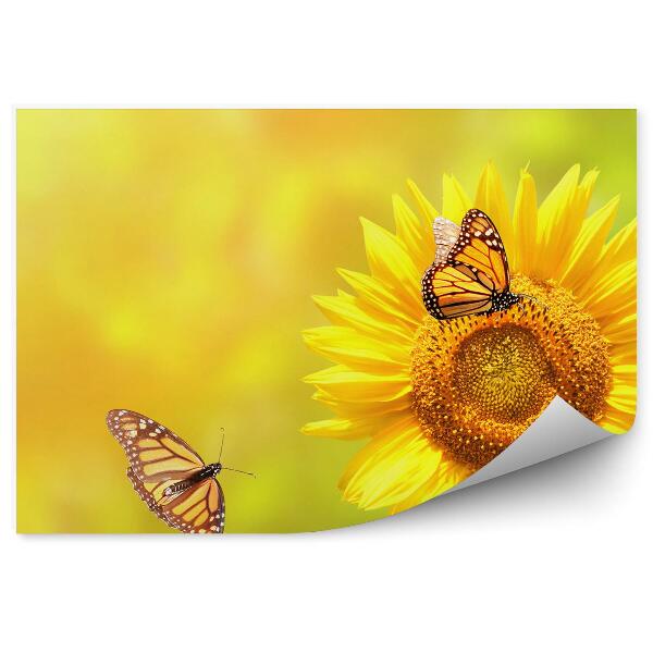 Decor fototapet Fluturi monarh pe flori de floarea soarelui
