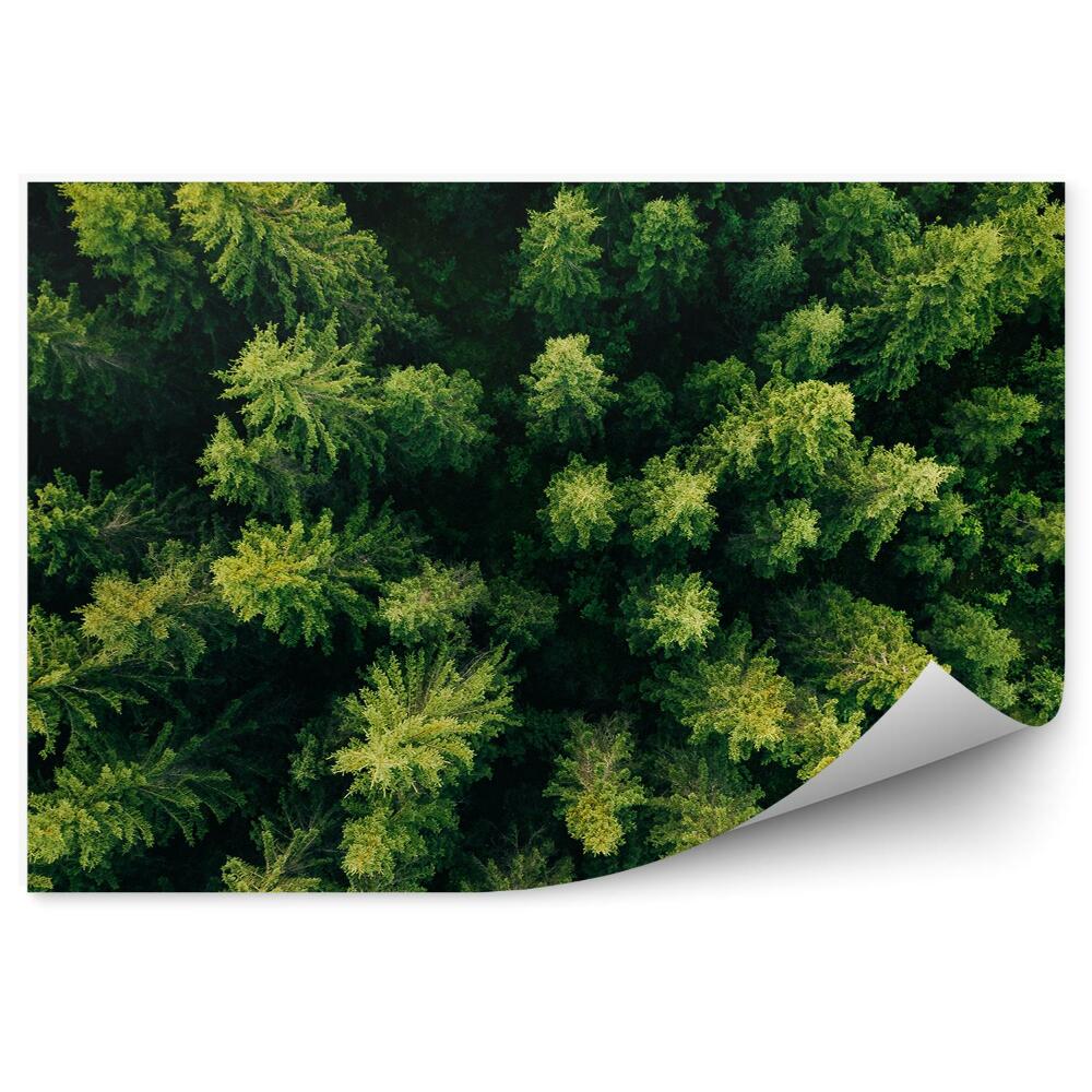 Fototapet Vedere De Sus A Pădurii De Pomi Verzi De Crăciun