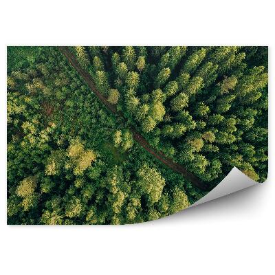 Fototapet perete Vedere Aeriană În Perspectivă A Copacilor Verzi