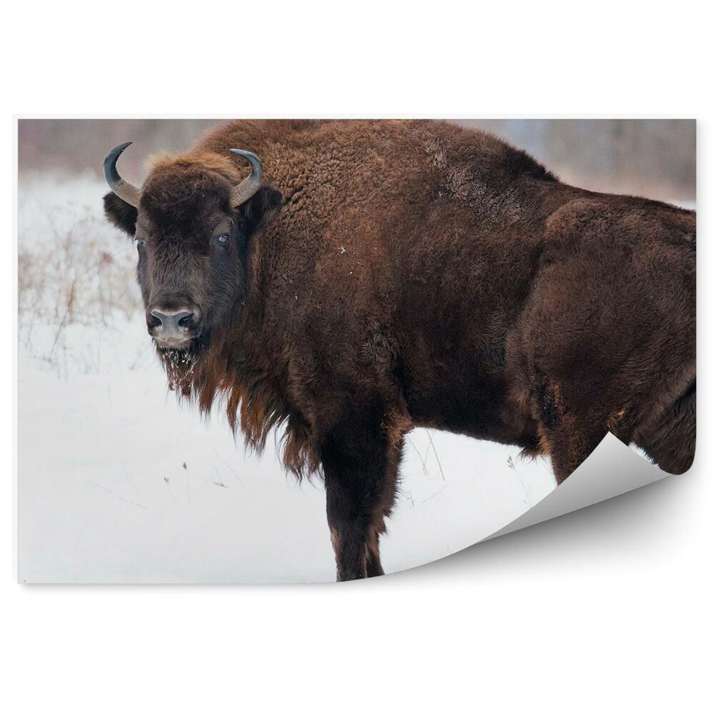 Fototapet perete Zimbri În Zăpadă