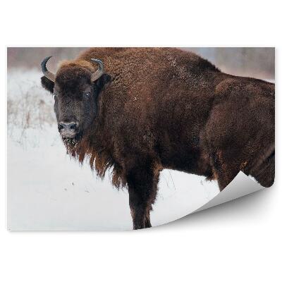 Fototapet perete Zimbri În Zăpadă