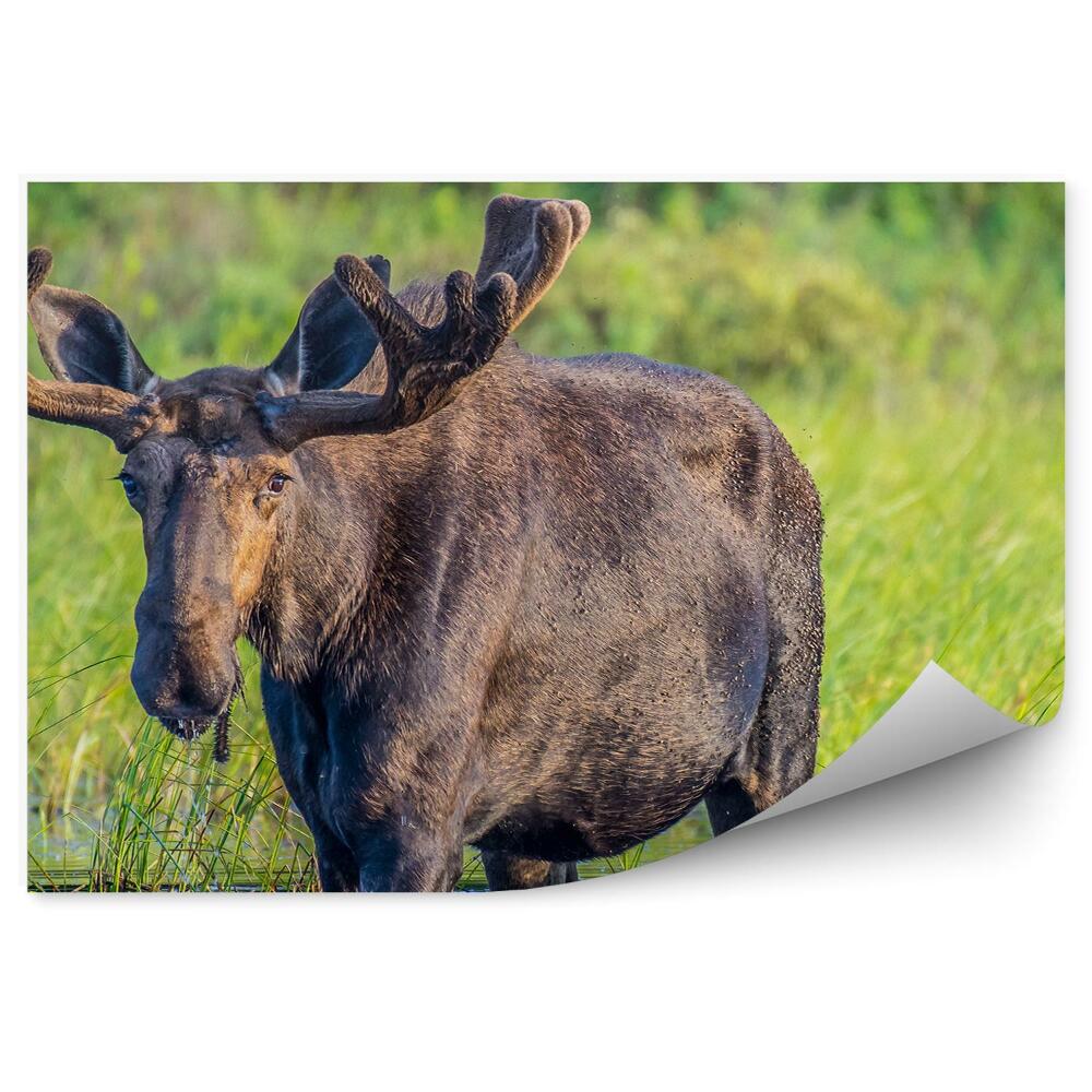 Decor fototapet Un Elan Vad În Apă