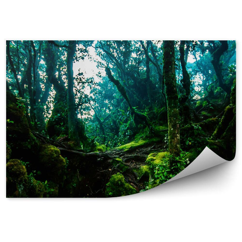 Fototapet vintage Traseu Junglă Cu Copaci Verzi Groși