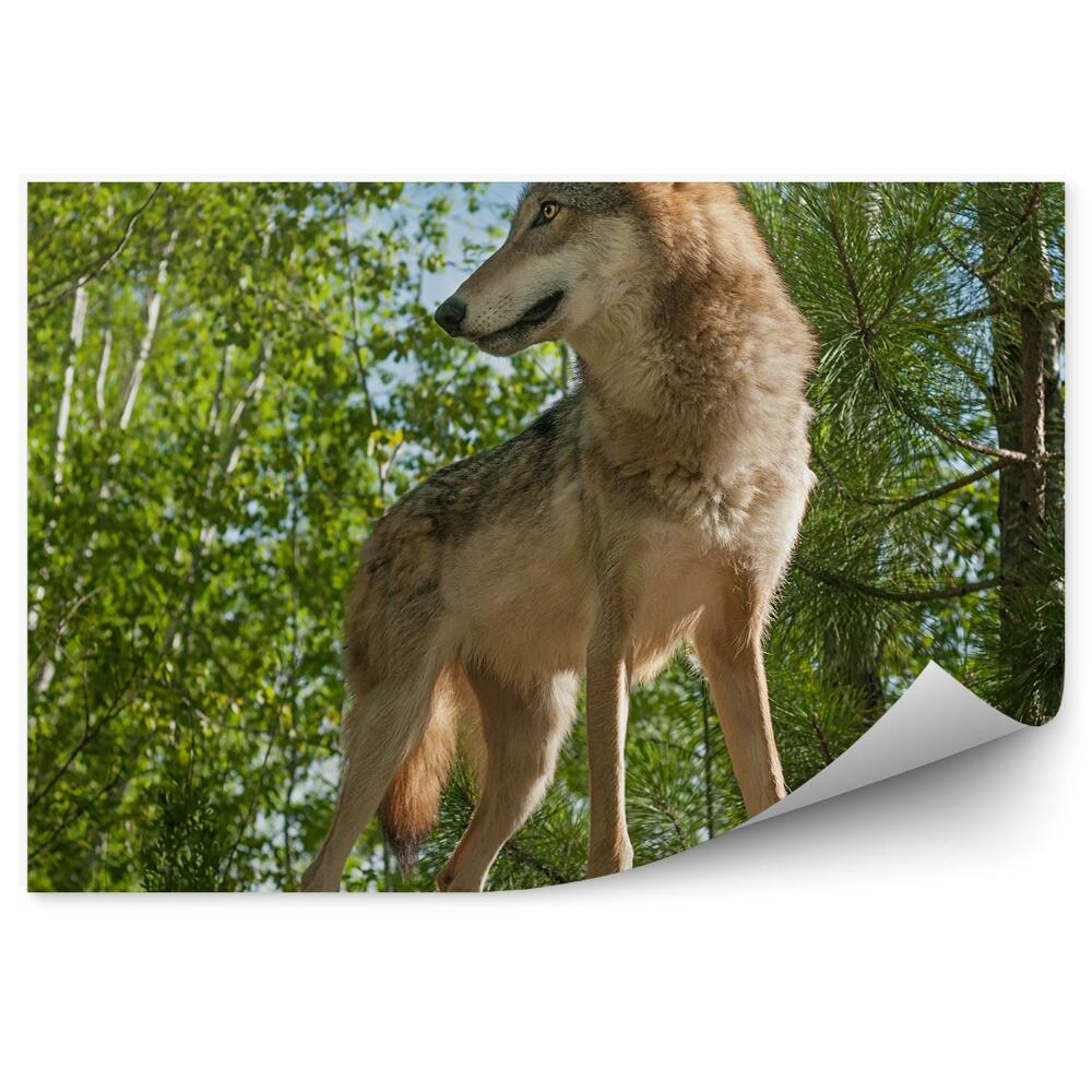 Fototapet perete Lup Pe O Stâncă Pădure Copaci